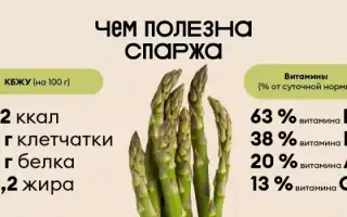 Польза и вред спаржи