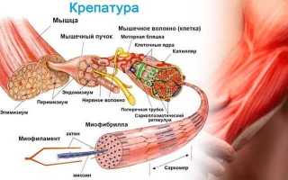 Мышечная крепатура: причины появления и способы снятия