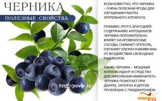 Черника: полезные и лечебные свойства