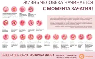 Развитие плода неделя за неделей