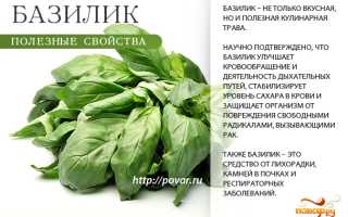Базилик лечебные свойства