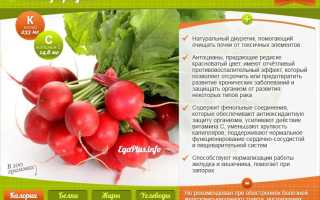 Редиска: полезные свойства и правила употребления
