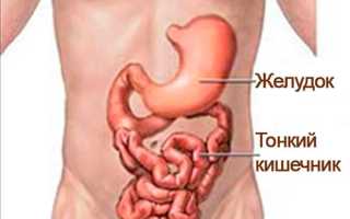 Подвздошная кишка: расположение, строение и функции