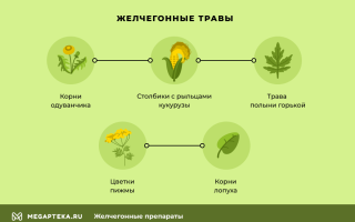 Повышенный холестерин: лечение народными средствами при помощи желчегонных трав