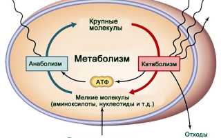 Неочевидные факторы про метаболизм